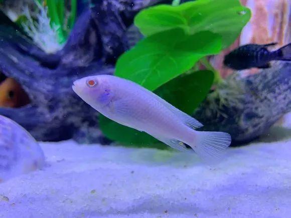 马湖雪鲷的生存方式野外不成活只要被人捧照样活