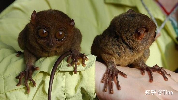 介绍菲律宾的国宝级动物