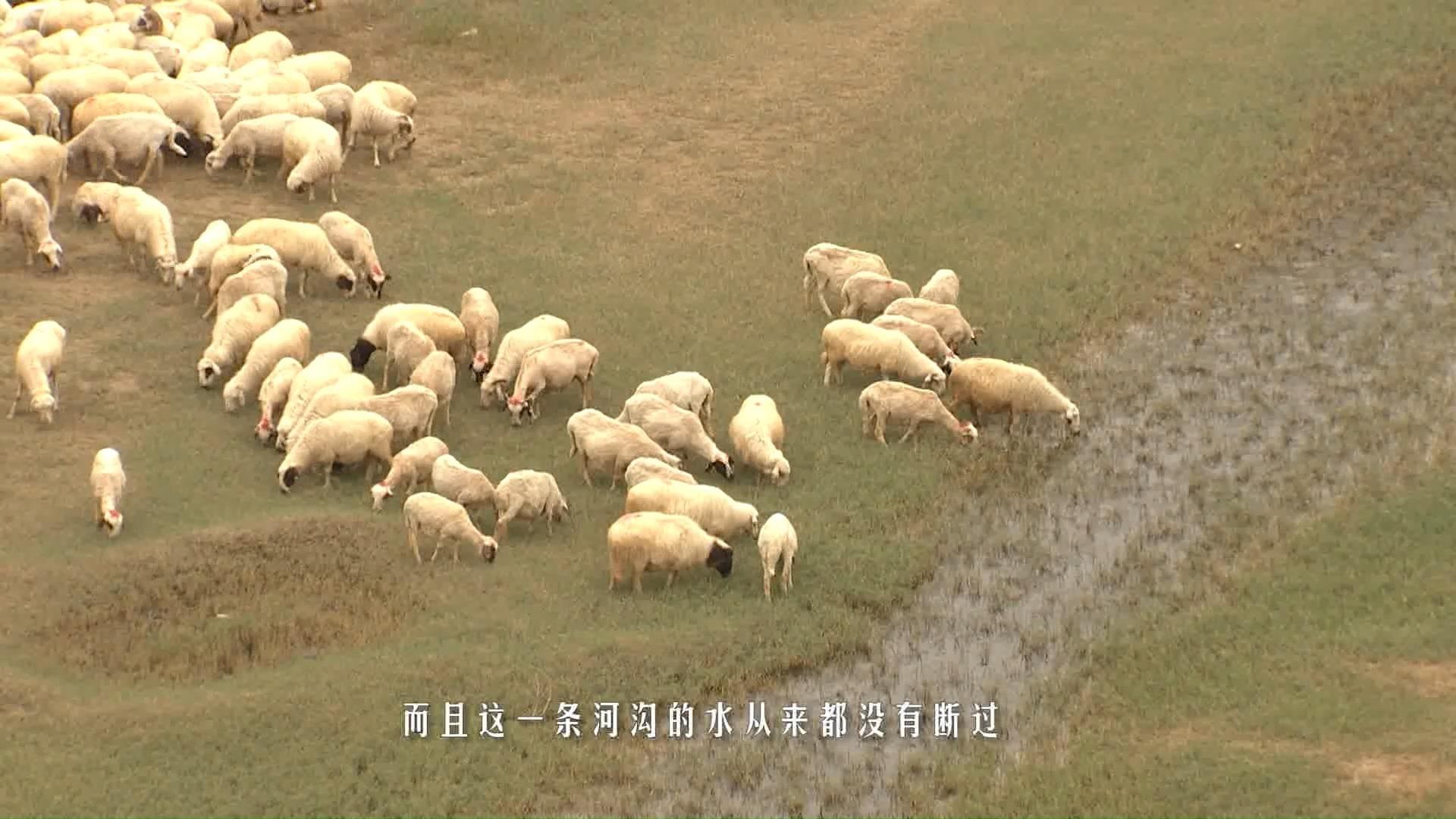 一文说清盐池滩羊 - 知乎