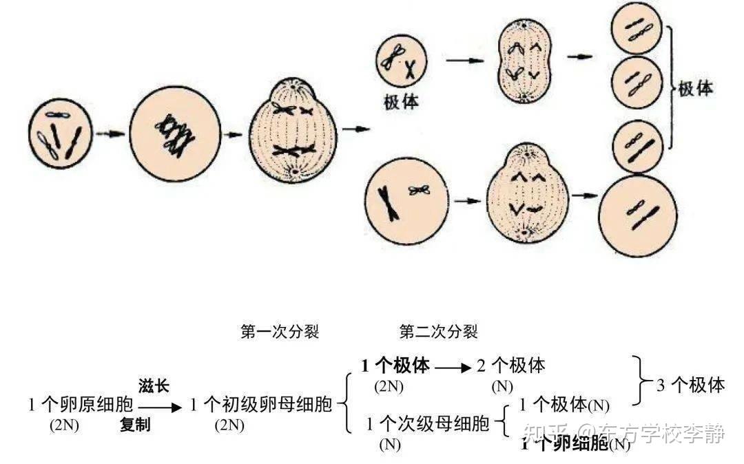 减数分裂过程 - 知乎