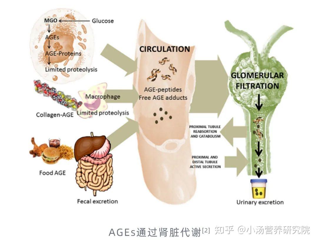 AGEs—衰老新标识01:美拉德反应,竟暗藏皮肤老化危机? - 知乎