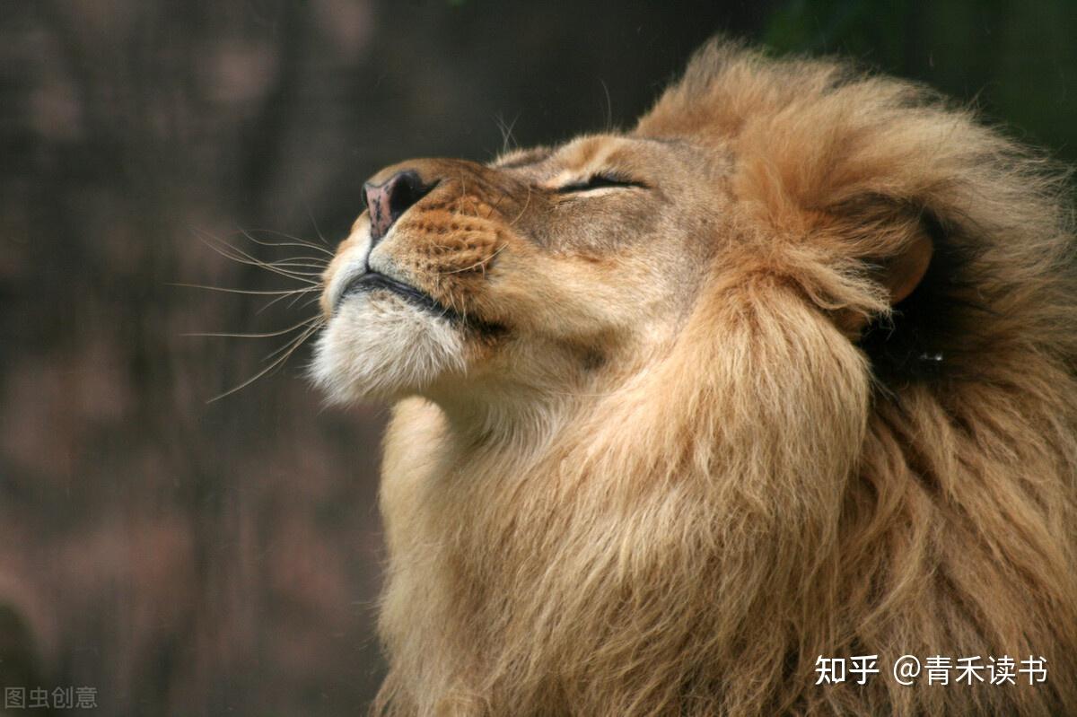 “齐刘海”狮子发型换成了“大背头” 动物园：不是我们剪的_凤凰网资讯_凤凰网