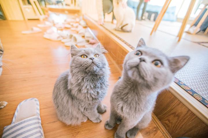 我们体验了猫咖 发现并不挣钱 知乎