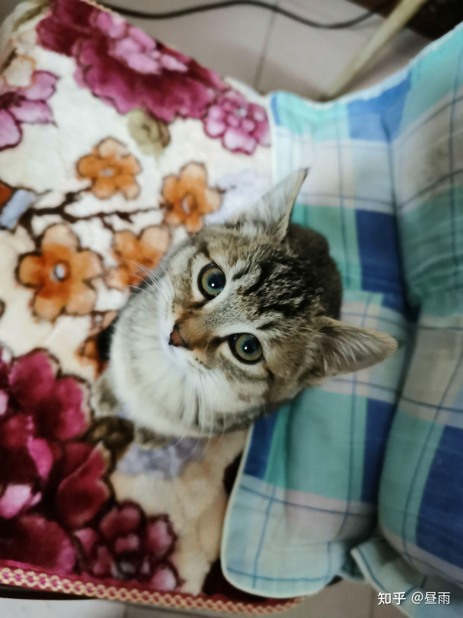 养雀猫(麻猫)是一种怎样的体验? - 知乎