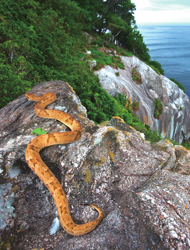 在哪里?大凯马达岛(巴西东南沿海).有什么危险?