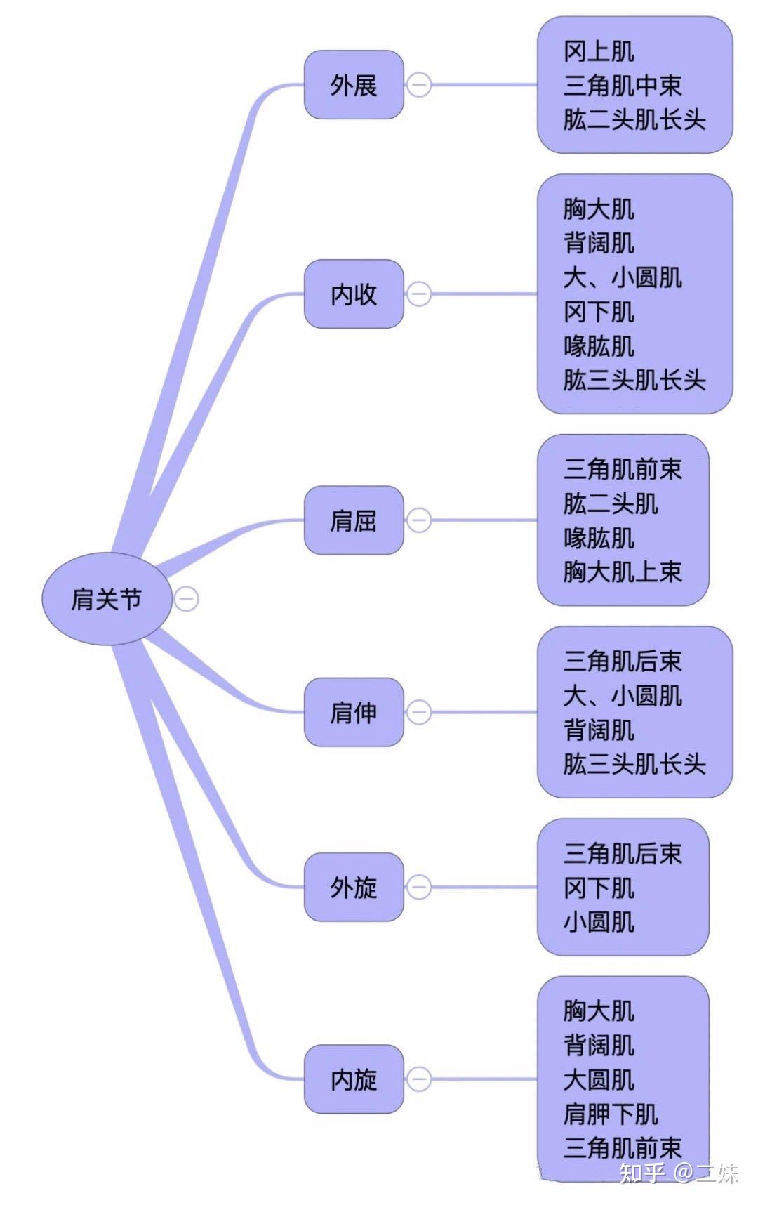 一天一点解剖学人体肩关节功能解剖