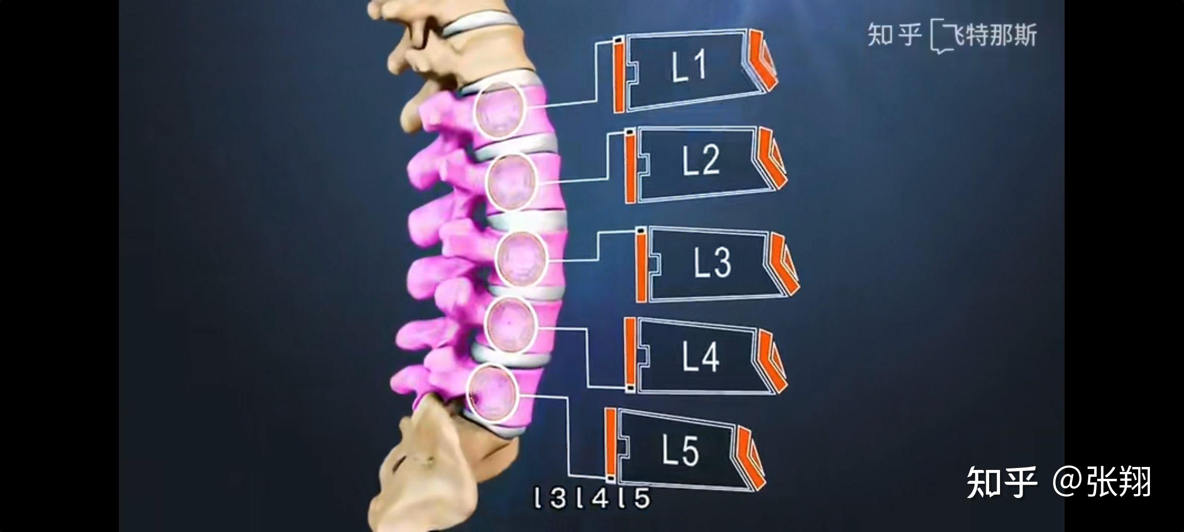 l2椎体在人体的位置图图片