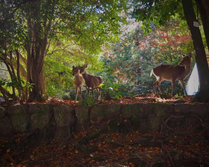 日本英语留学之熊本大学 知乎