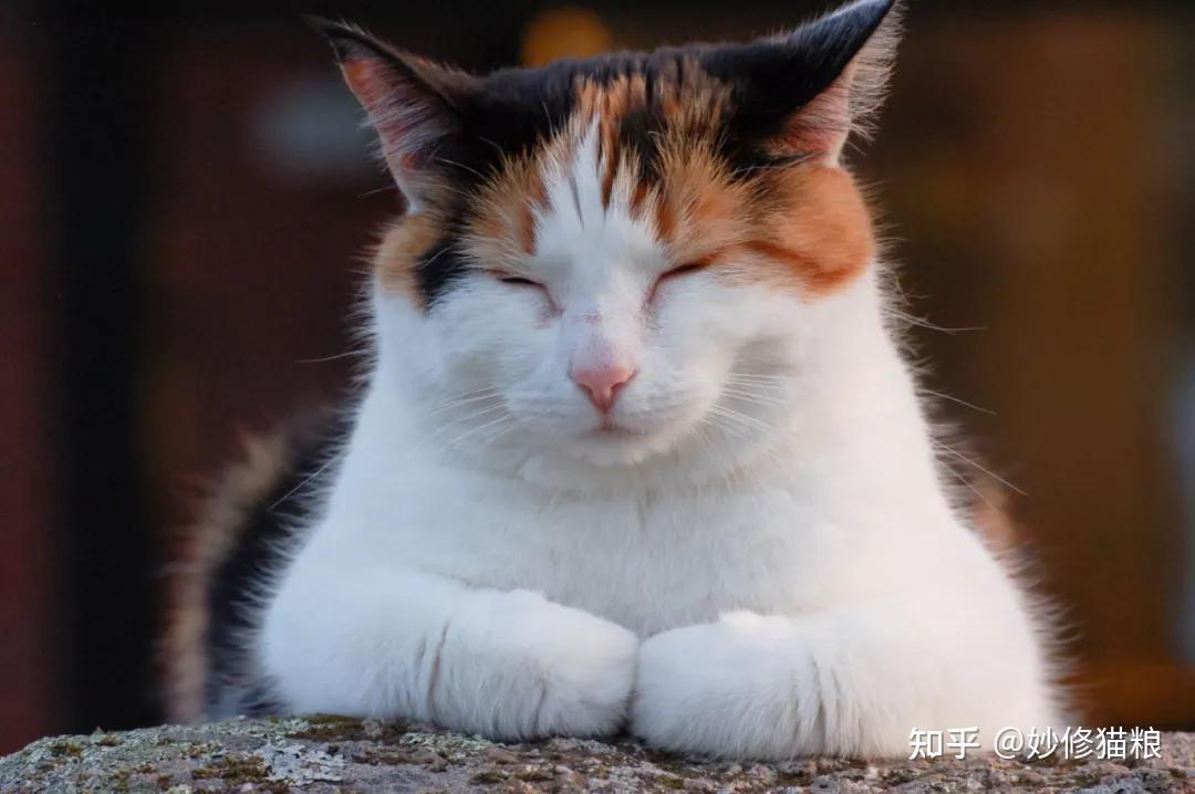 猫咪爱“揣手手”的秘密，原来还有这么多种意思 - 知乎