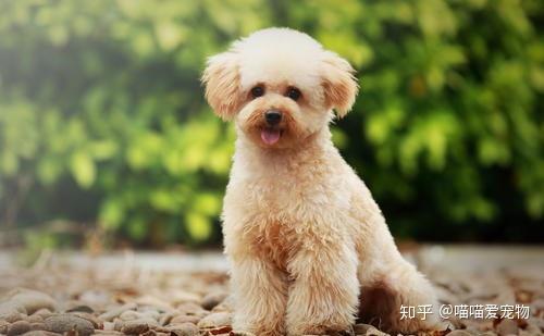 贵宾犬便秘还能吃东西吗 知乎