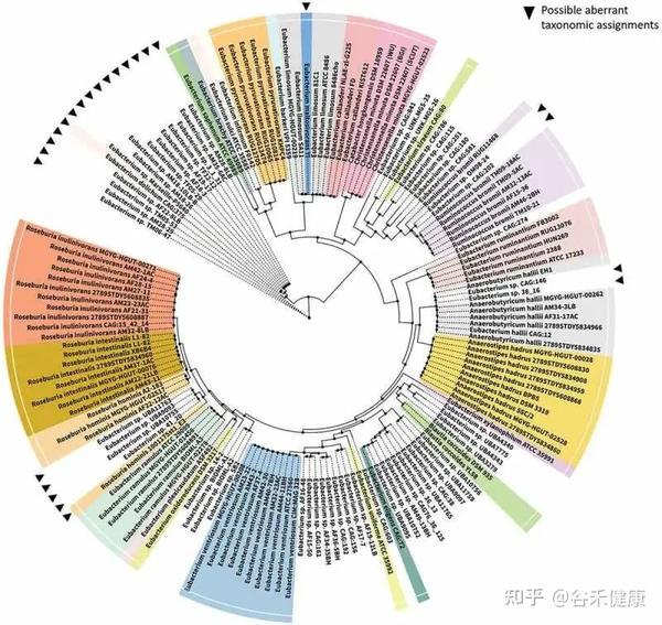 肠道核心菌属——优/真杆菌属（Eubacterium），你为什么要关心它？ - 知乎