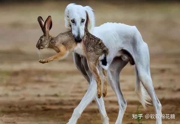 华夏名狗——“细犬”,真正的“哮天犬”,养过都不想换狗! - 知乎