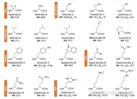 高中生物氨基酸图图片