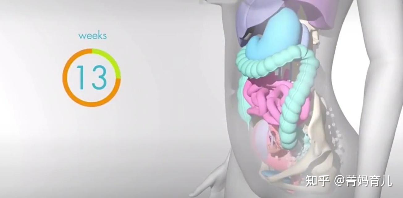 怀孕之后,胎儿把妈妈的内脏挤到哪去了?十张高清图带你了解