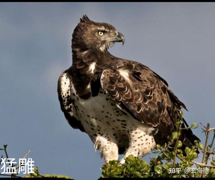 山海经大荒西经图文版分段(三十):玄丹之山,五色之鸟,青鴍,黄鷔,青鸟