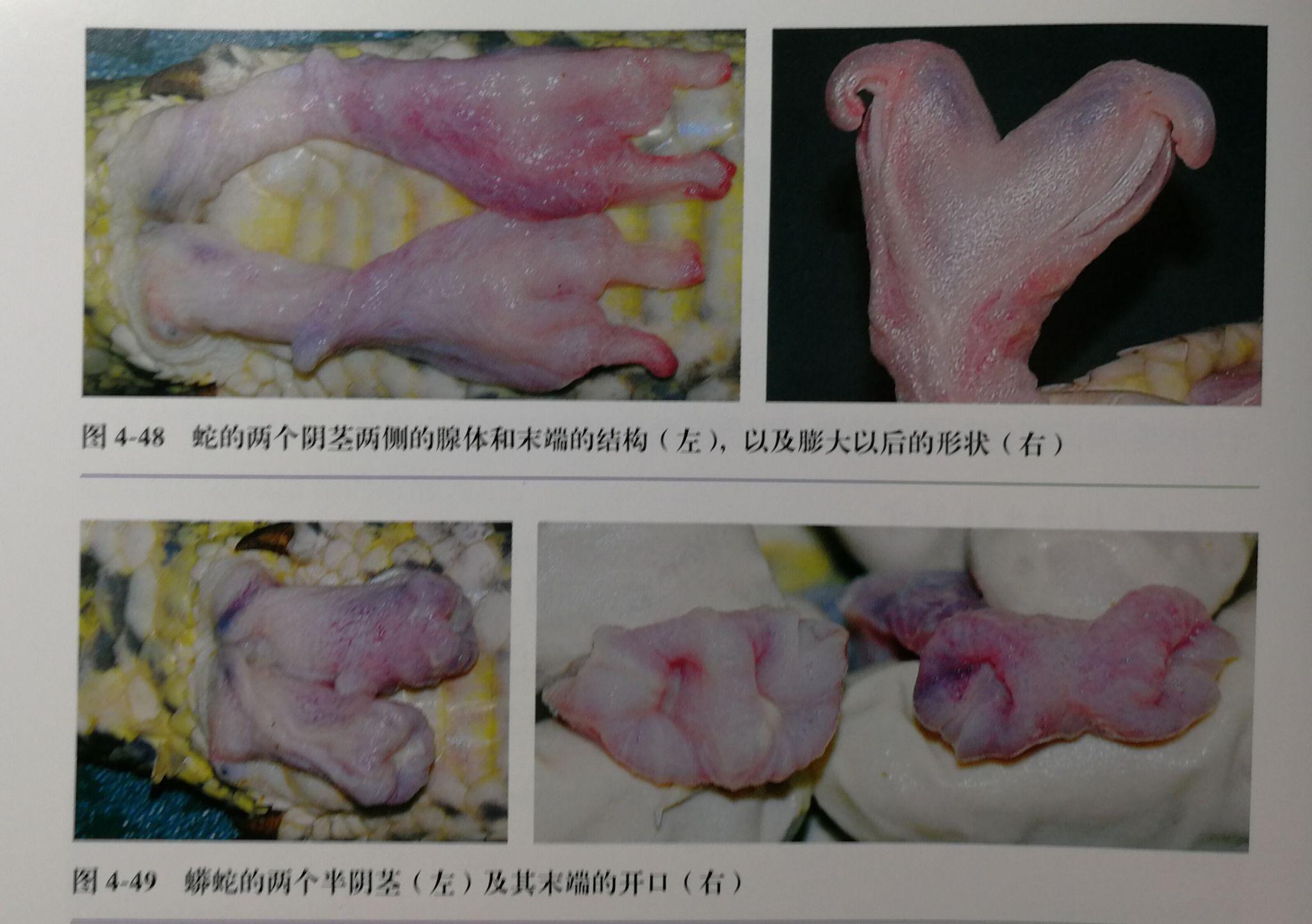 蛇繁殖器官图片