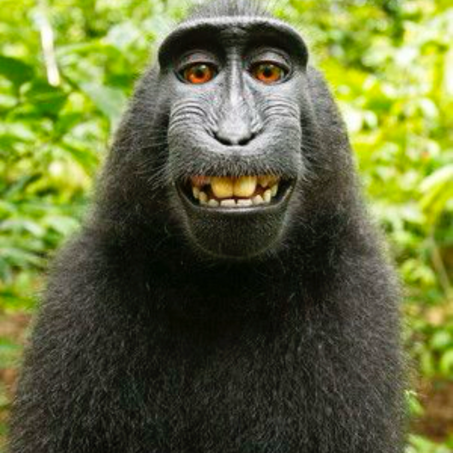 这个世界上有什么动物长得像p出来的