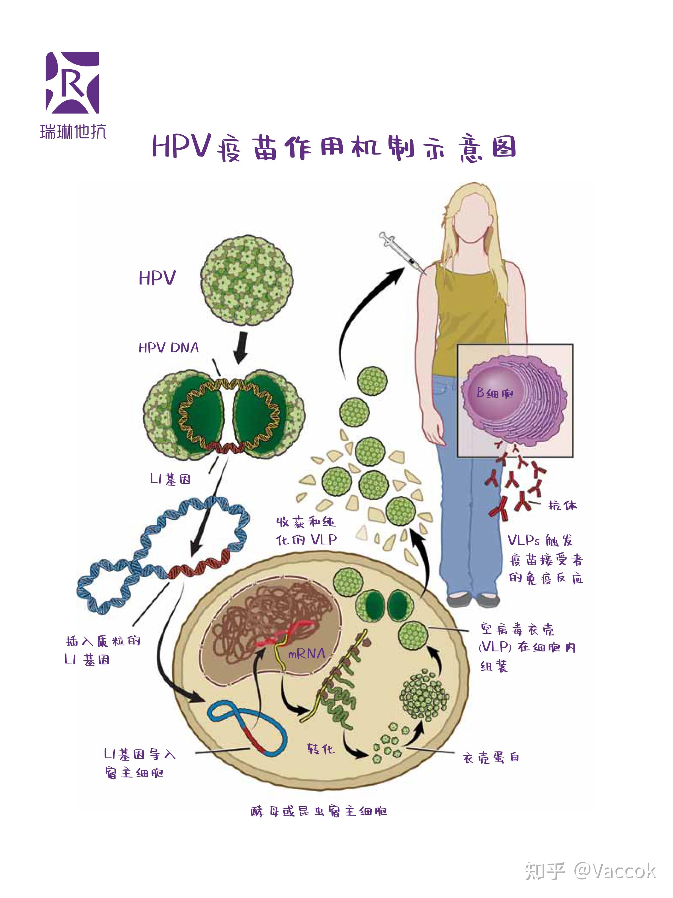 重组疫苗图解图片