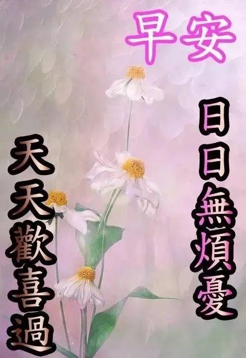 2月16日週三非常漂亮好看的早上好動態美圖鮮花帶字早晨好幸福暖心的