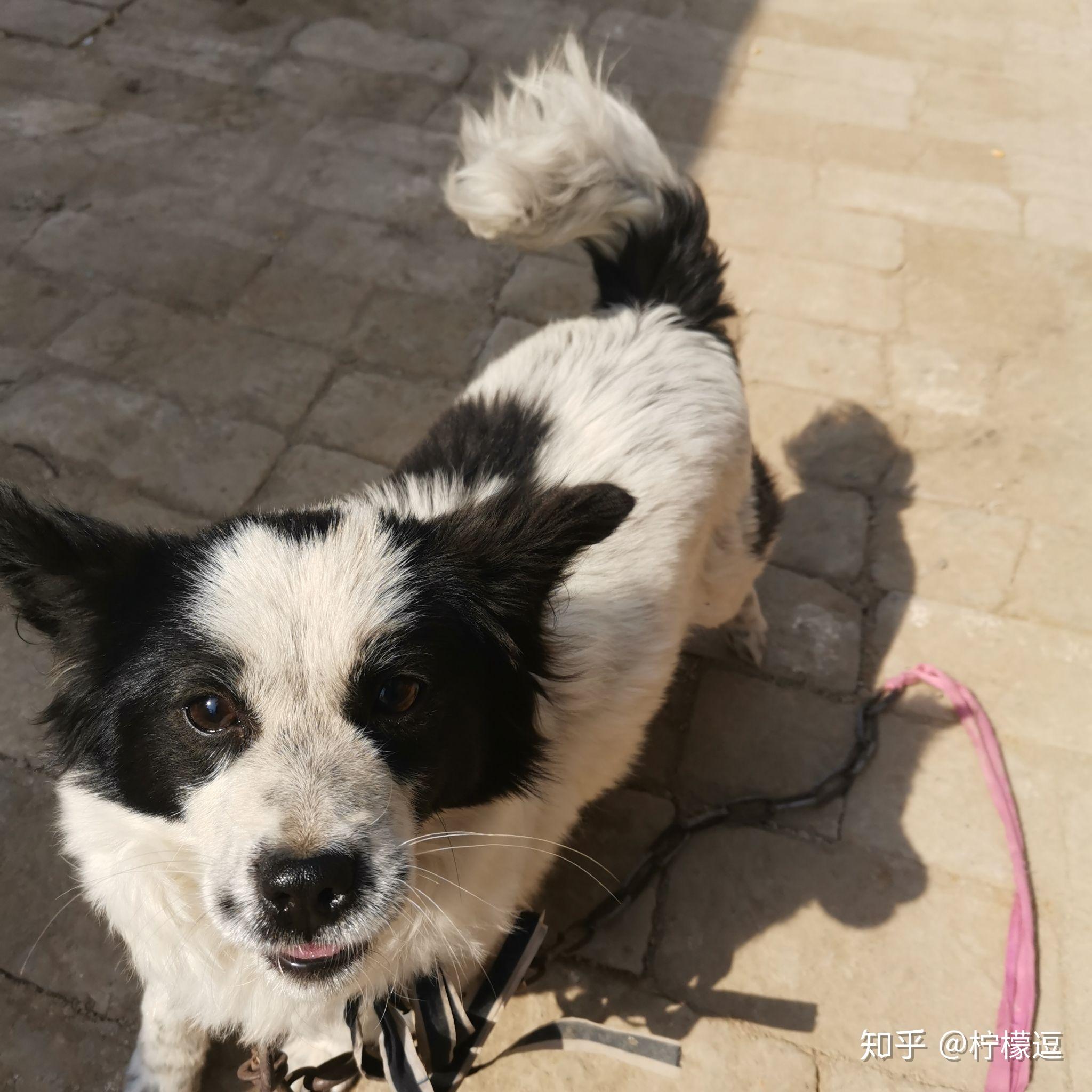 如图这是边牧串吗