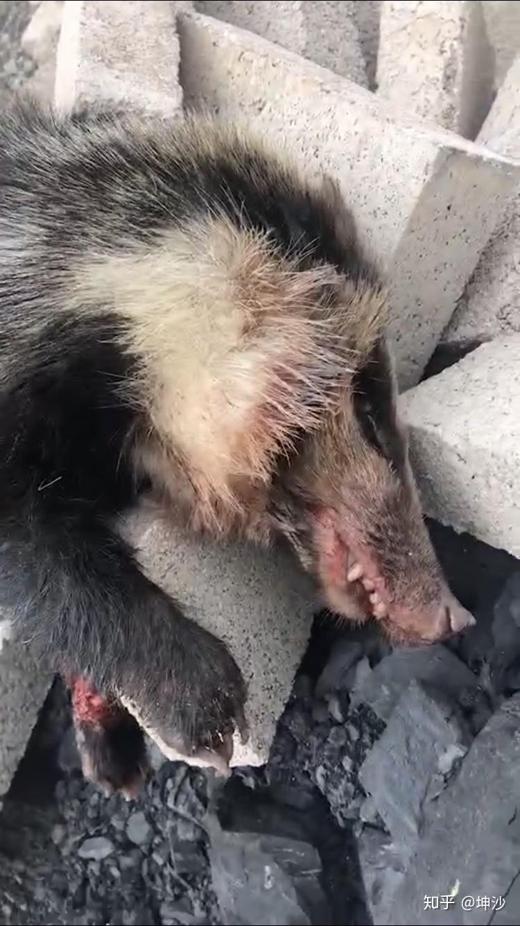 有哪些关于黄鼠狼和人类发生的真实事件