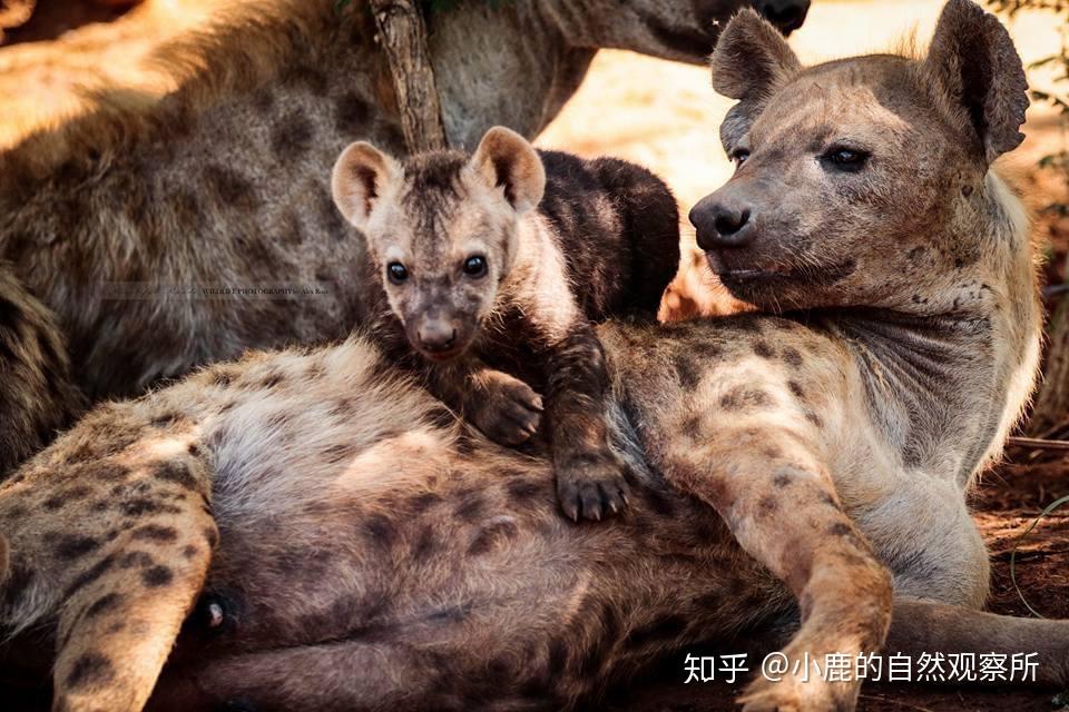 与安博塞利国家公园2003—2005年2个鬣狗部落的小斑鬣狗(小于1岁)死亡