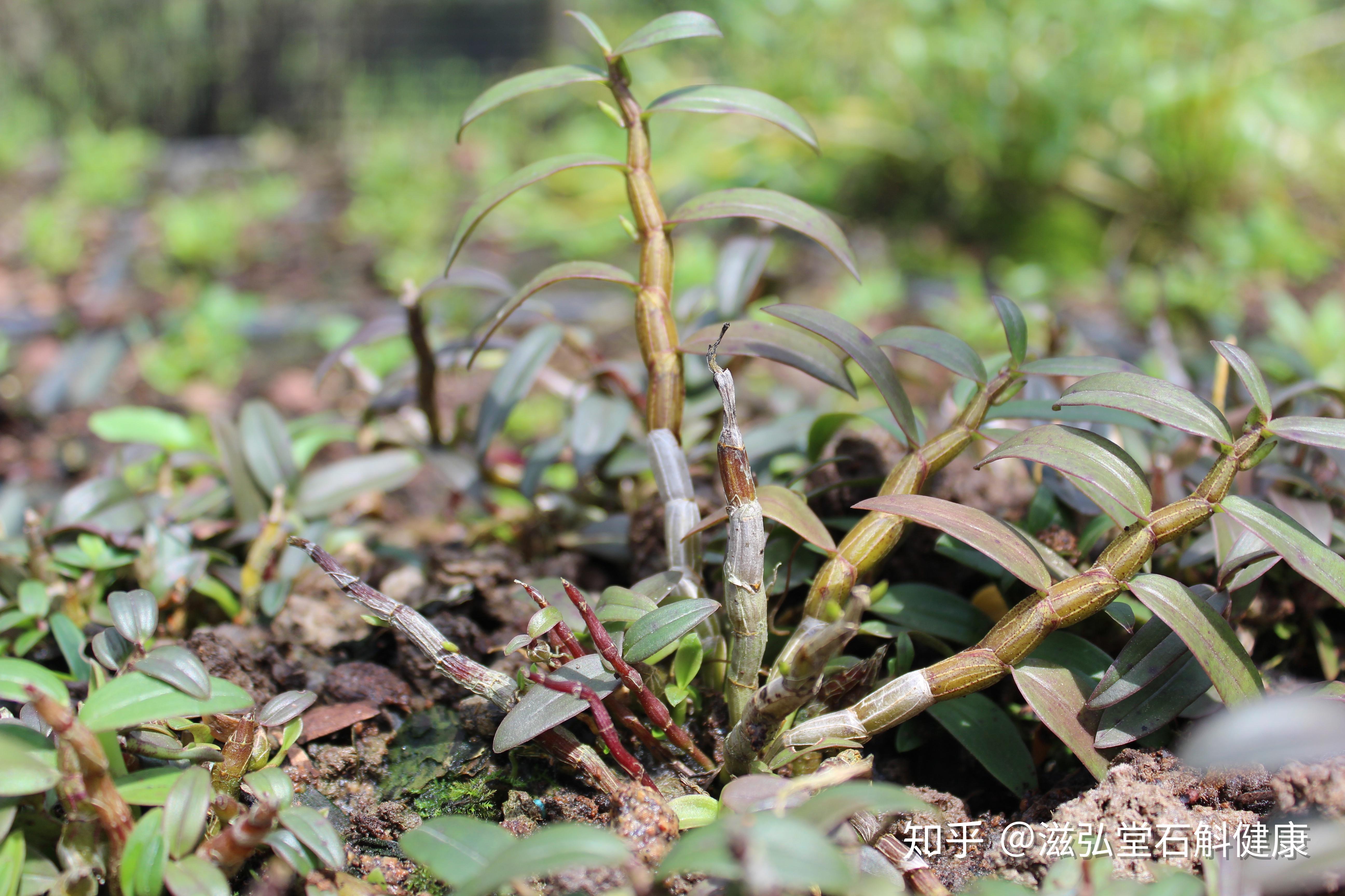 哪个牌子的铁皮石斛比较好