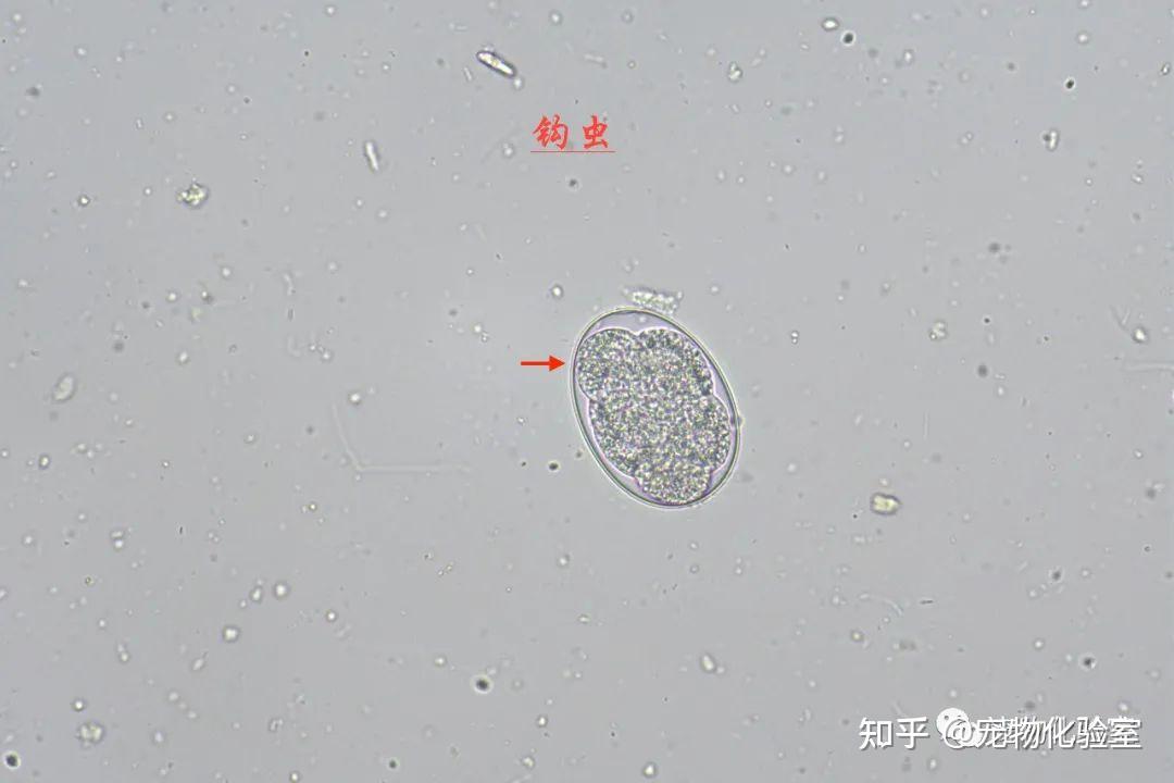 卵圆鞭毛虫的克星图片