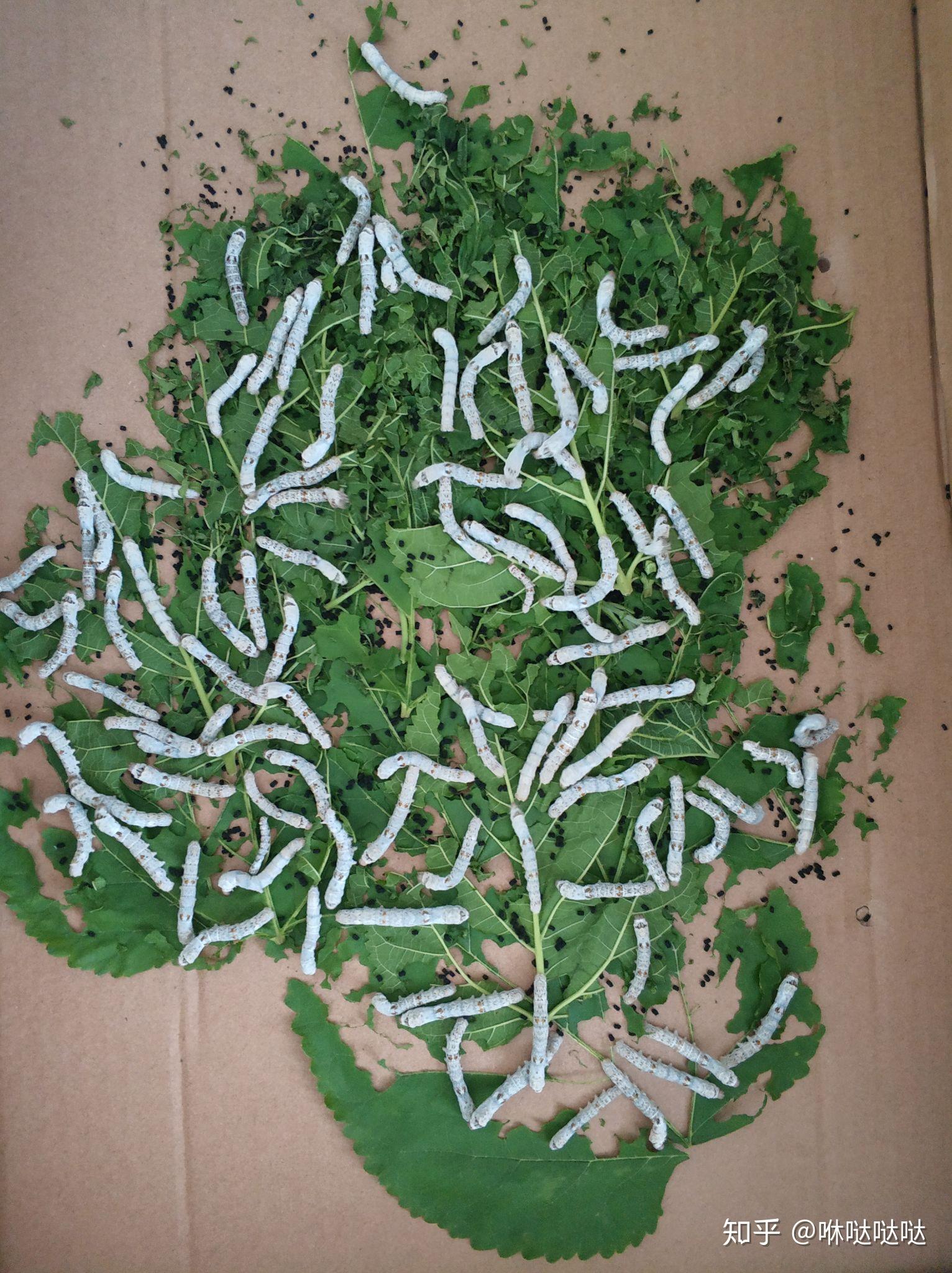 一龄的蚕宝宝不吃桑叶都把头抬着怎么回事