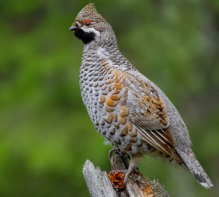 黑龙江黑河特产花尾棒鸡图文介绍