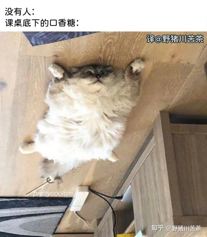 meme梗图:把它丢进烈焰中,毁了它! - 知乎