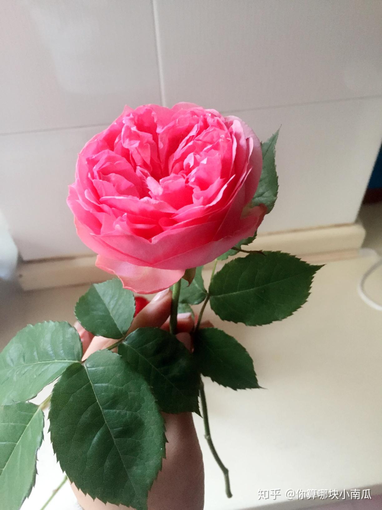 莫利纳尔粉龙沙宝石心之水滴以上从左到右依次为:大地主,夏洛特夫人