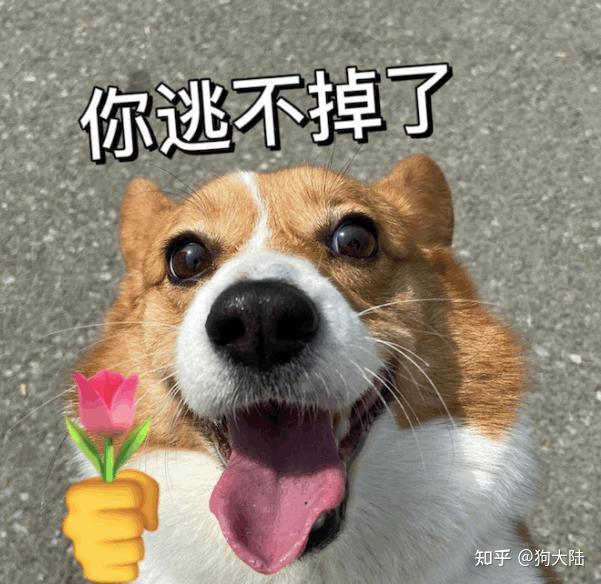 养狗人的忠告:不要轻易养"公狗",原因很真实! - 知乎