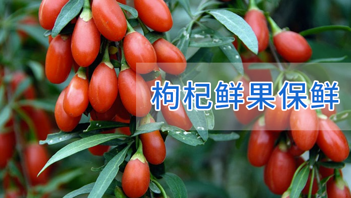 采摘后的枸杞鲜果保鲜如何保鲜消毒?如何高效提高枸杞的贮藏期?如何避免微生物病害的侵染? - 知乎