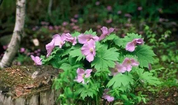 庭院光照不好植物养不活 6种耐阴还开花超美的植物 知乎