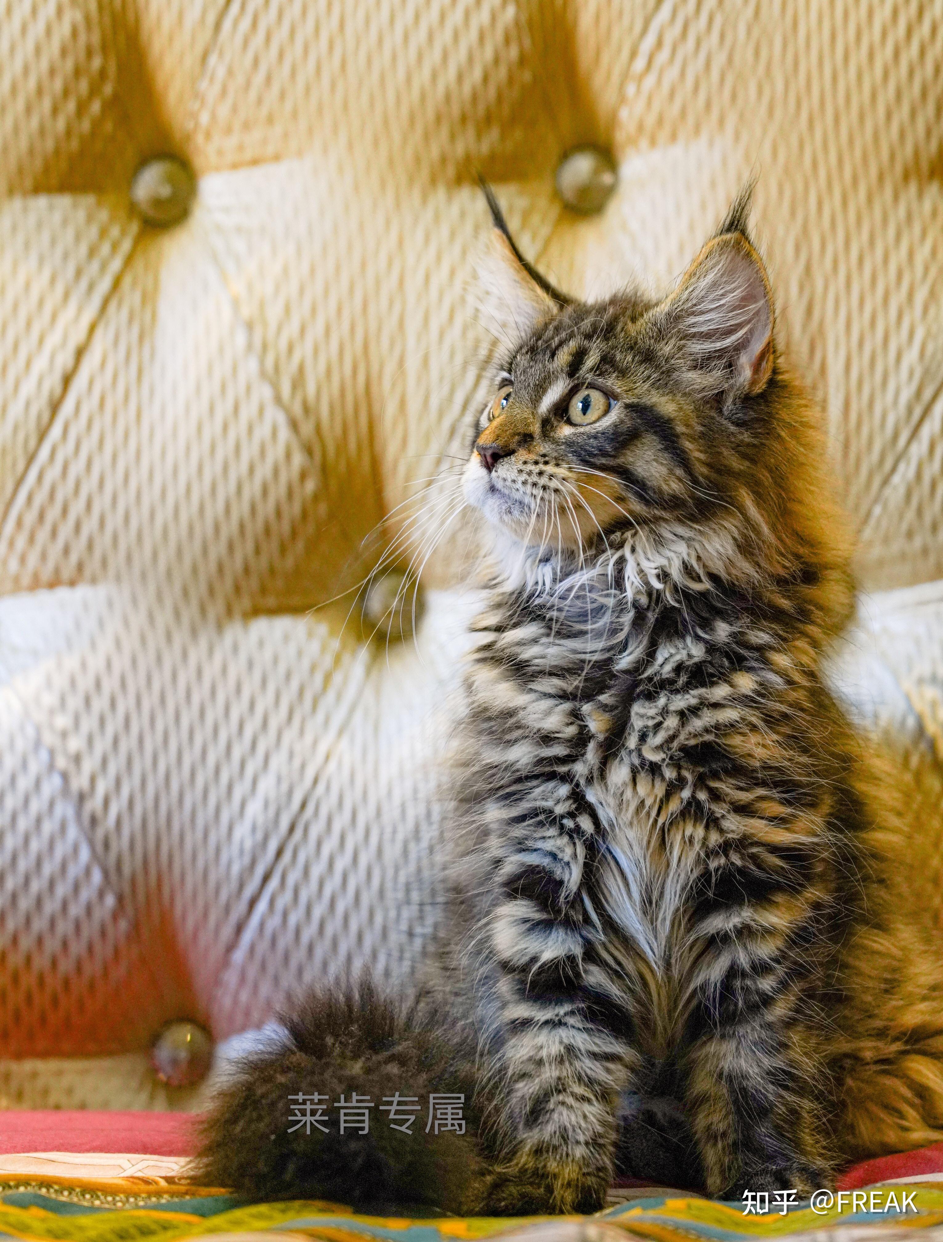 可以分享一张你们家猫咪最好看的照片吗? - 知乎