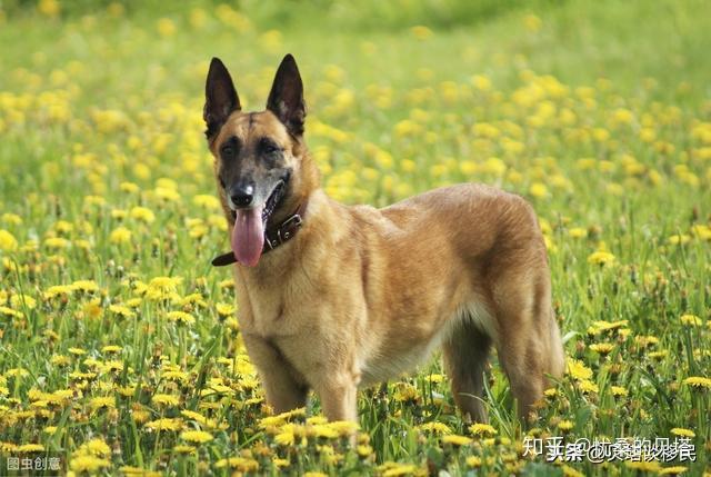 适合家里养的狗排行榜 v2-8e90db8bd0f8730867c596c21446fb44_r.jpg