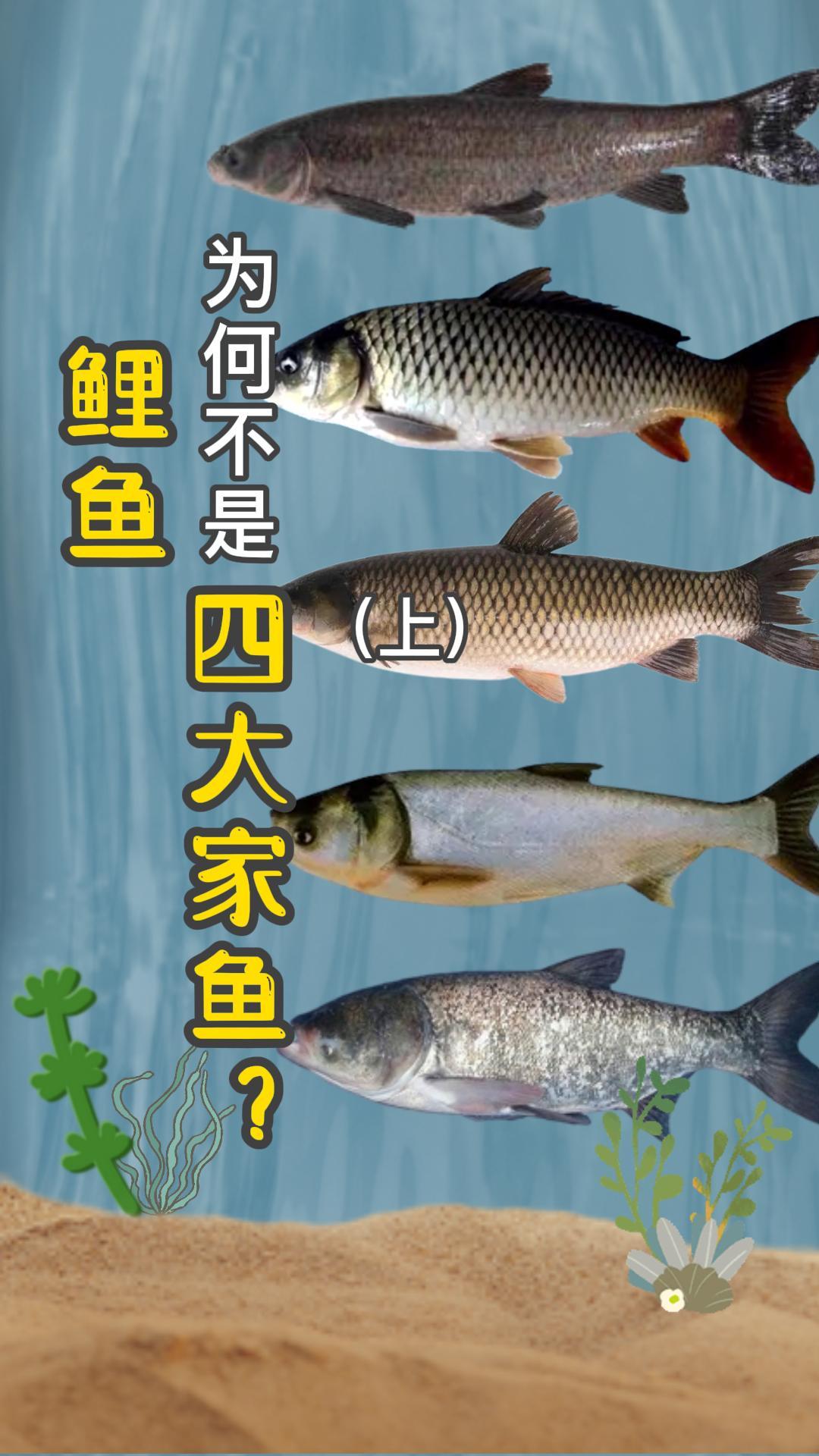 为什么四大家鱼是青草鲢鳙,而没有鲫鱼和鲤鱼? - 知乎