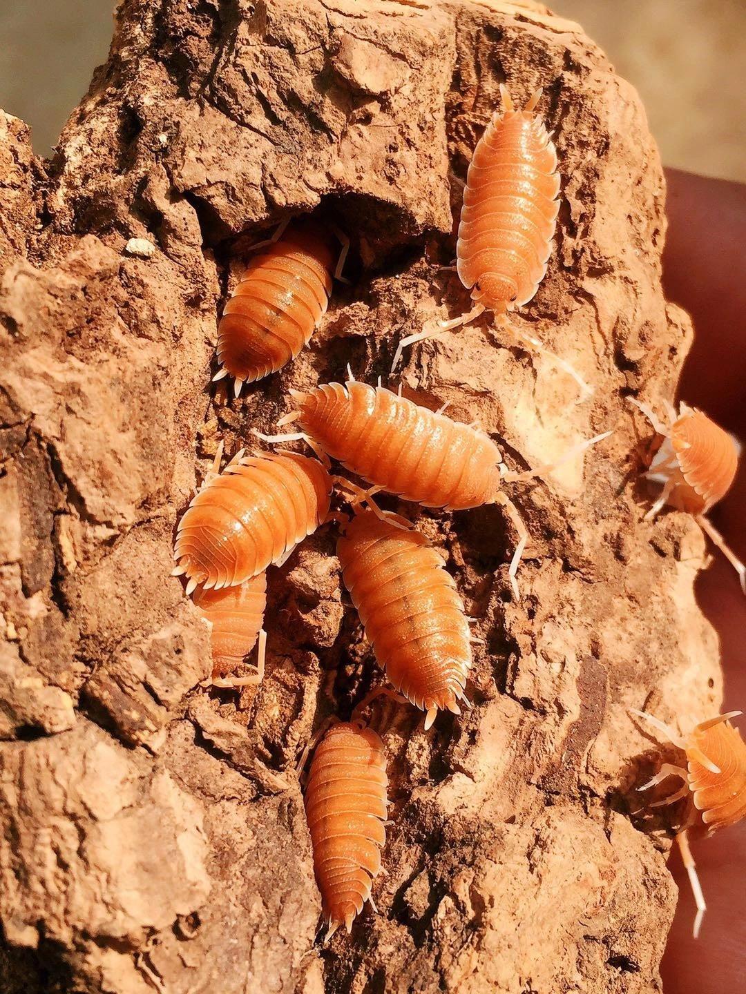 鼠妇虫如何大量的诱捕,注意不是捕杀? - 知乎