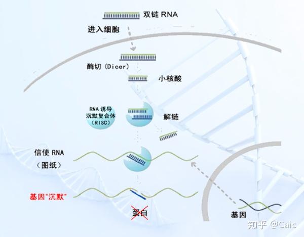 遗传学_14 基因表达的调控 - 知乎