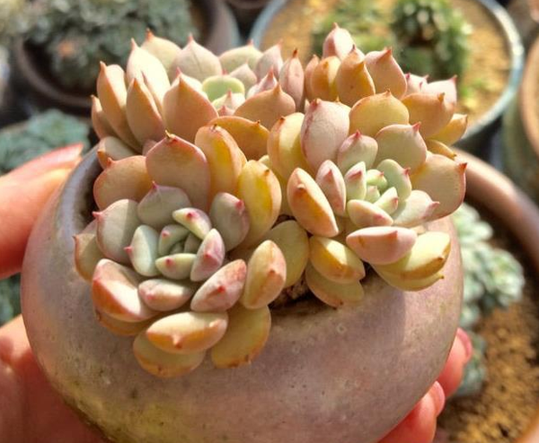 盆栽多肉植物用这种肥料 不容易烧根 短短几天连花盆都容不下 知乎