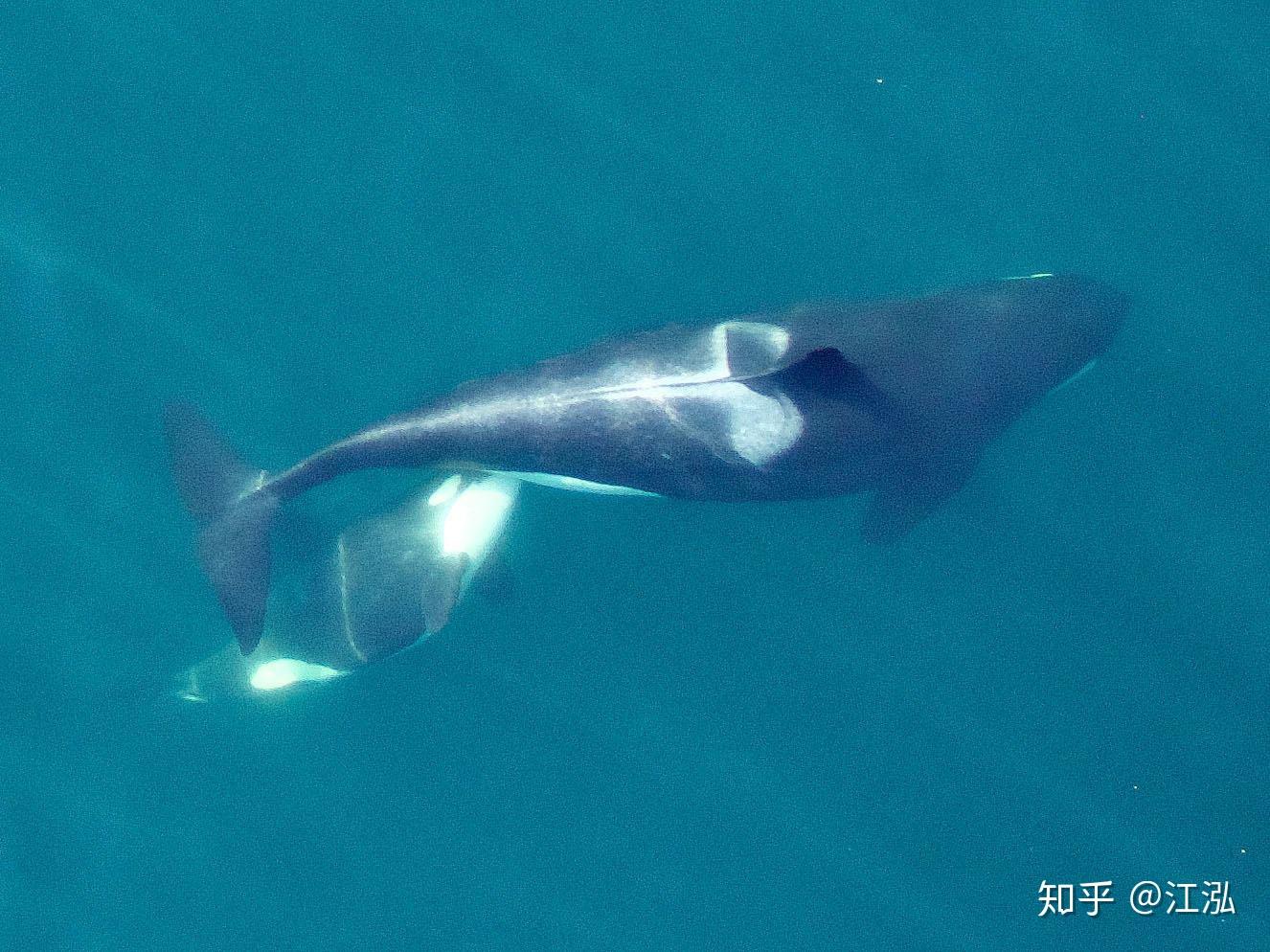 生活在海洋中的鲸鱼如何给宝宝喂奶？ - 知乎