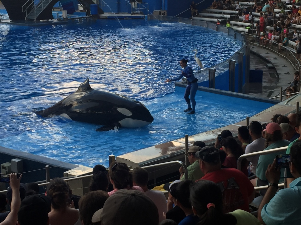 Die for His Freedom」这只被虐待的高智商虎鲸，30年来背负三条人命辞世- 知乎