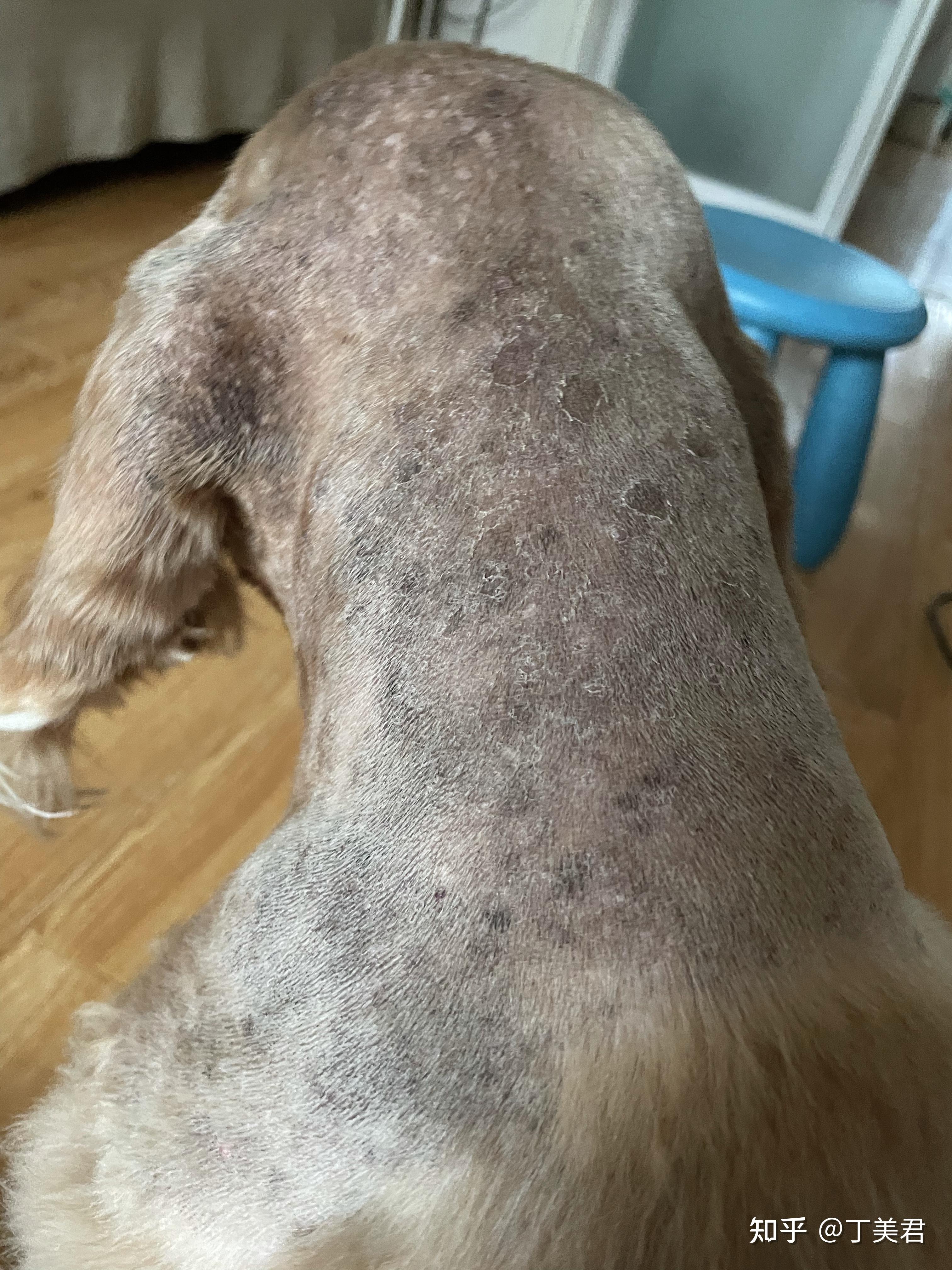 狗狗皮肤病停药后不久又复发? - 知乎