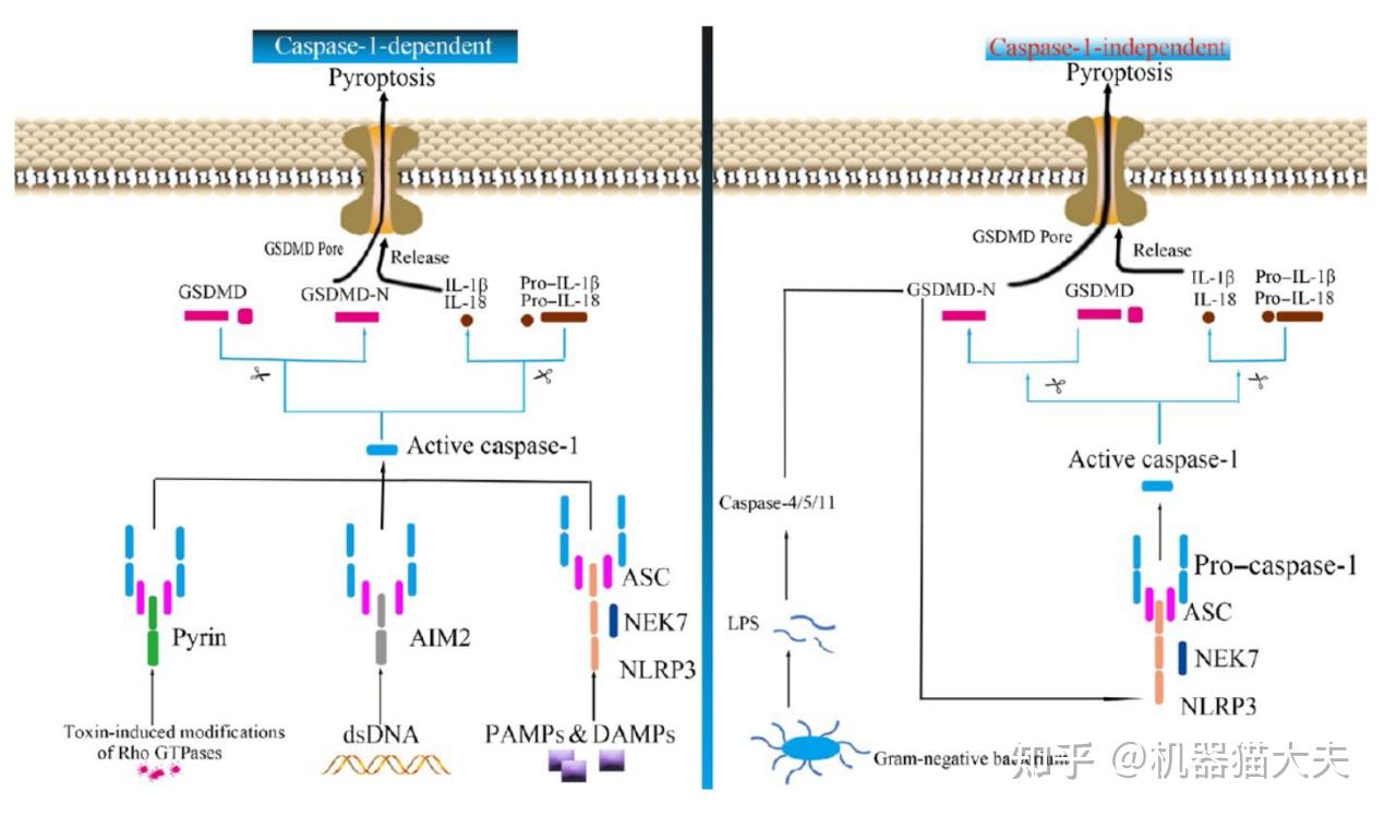 细胞焦亡属于炎症性死亡途径,按激活机制,可分为caspase-1依赖和不