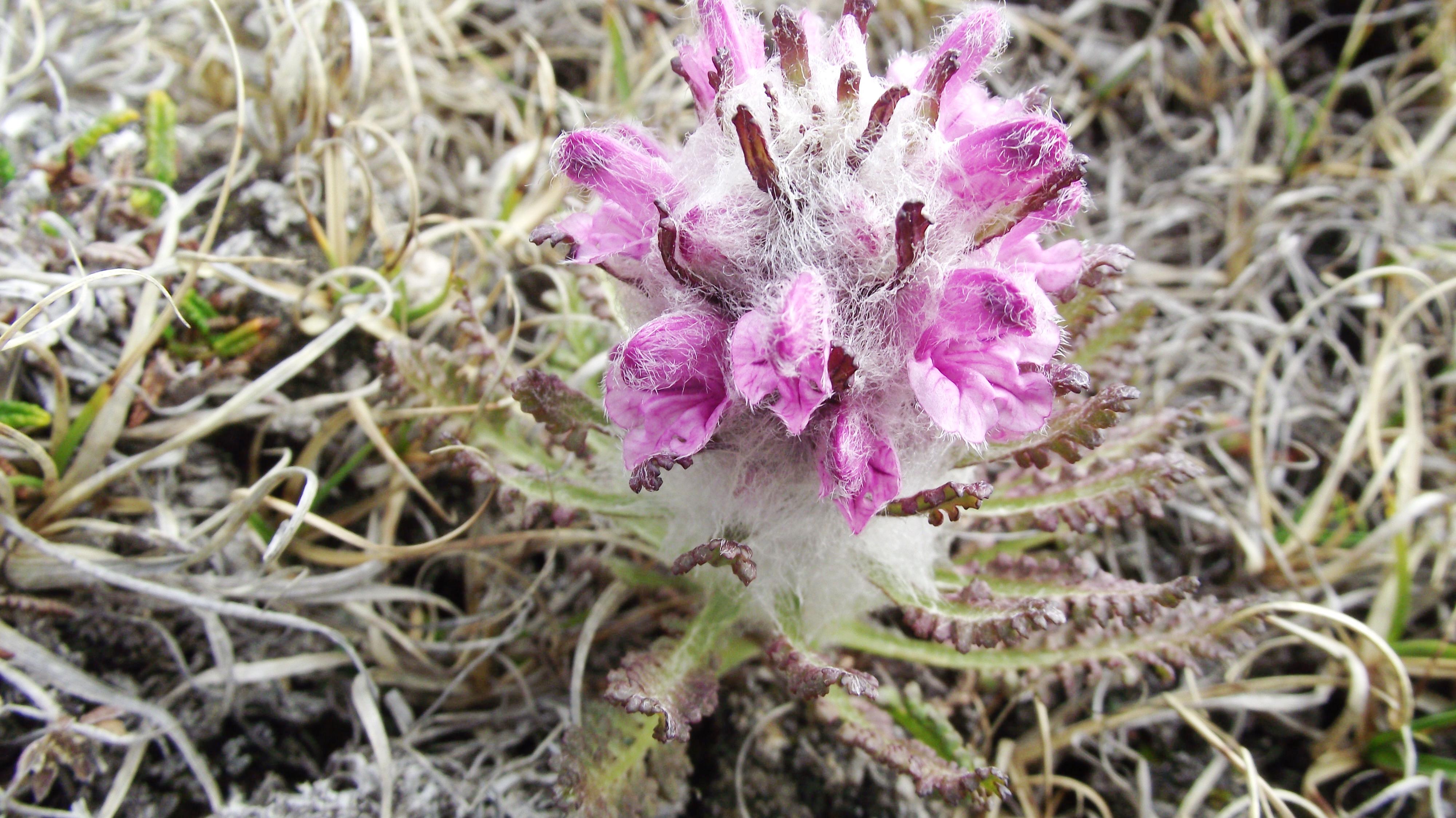 南极跟北极有什么植物