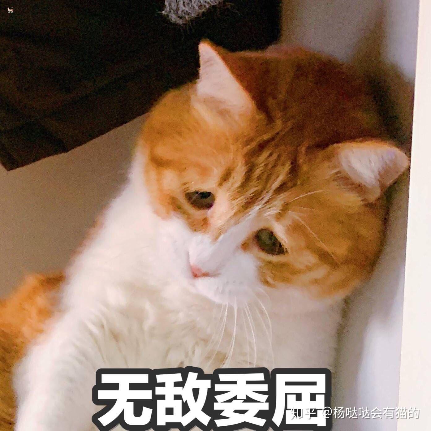 大家有没有这只橘猫的表情包