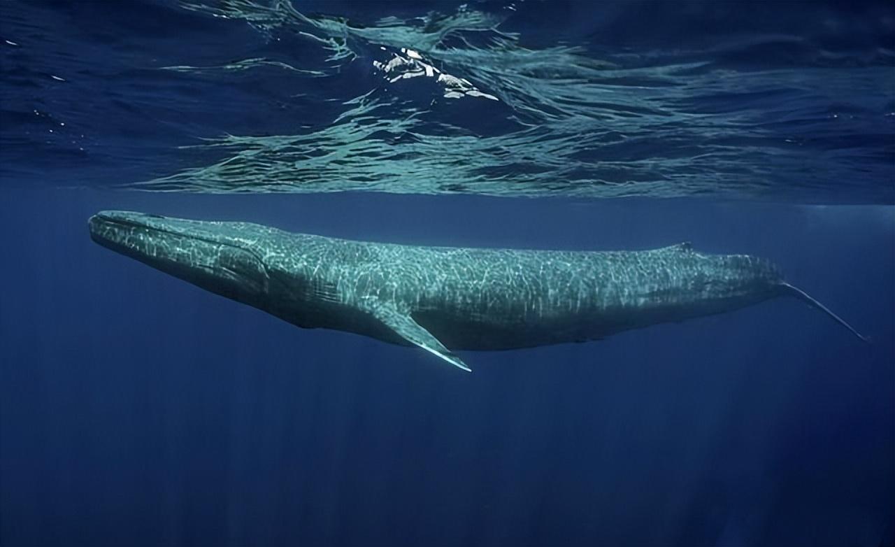 鲸鱼海图片大全-鲸鱼海高清图片下载-觅知网