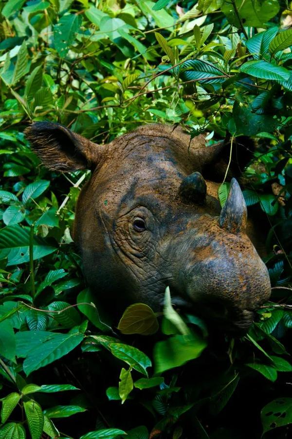 苏门答腊犀的故事究竟该从何讲起它又如何走到今天这般田地