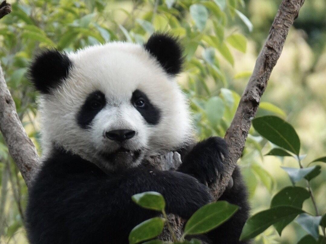 直播回放超级暖大熊猫们抱团取暖过冬季